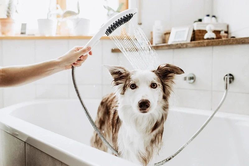 Ручной душ Hansgrohe DogShower 26640540 для собак Бирюзовый пластик