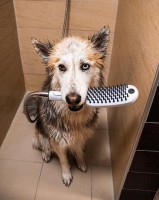 Ручной душ Hansgrohe DogShower 26640560 для собак Розовый пластик