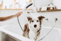Ручной душ Hansgrohe DogShower 26640560 для собак Розовый пластик